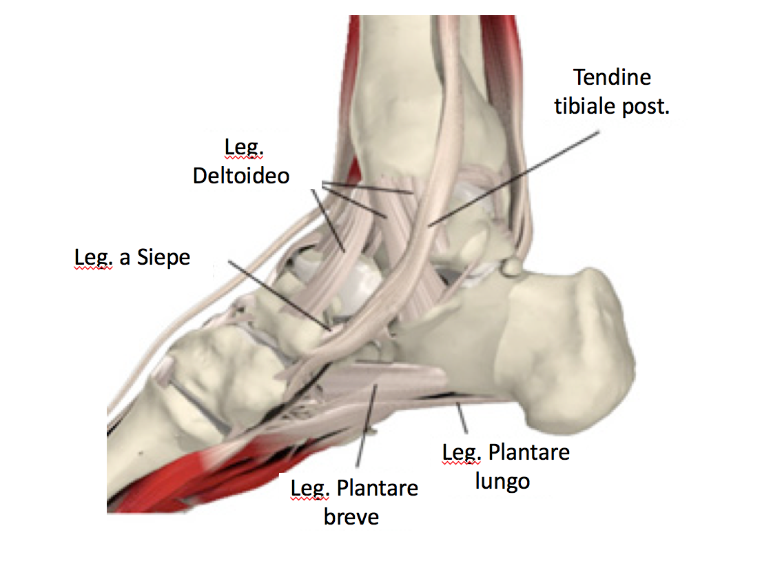 anatomia piede